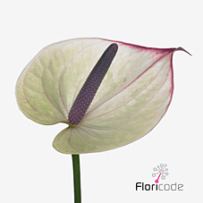 Антуриум Романс Импрувд (бел.-роз.), шт.