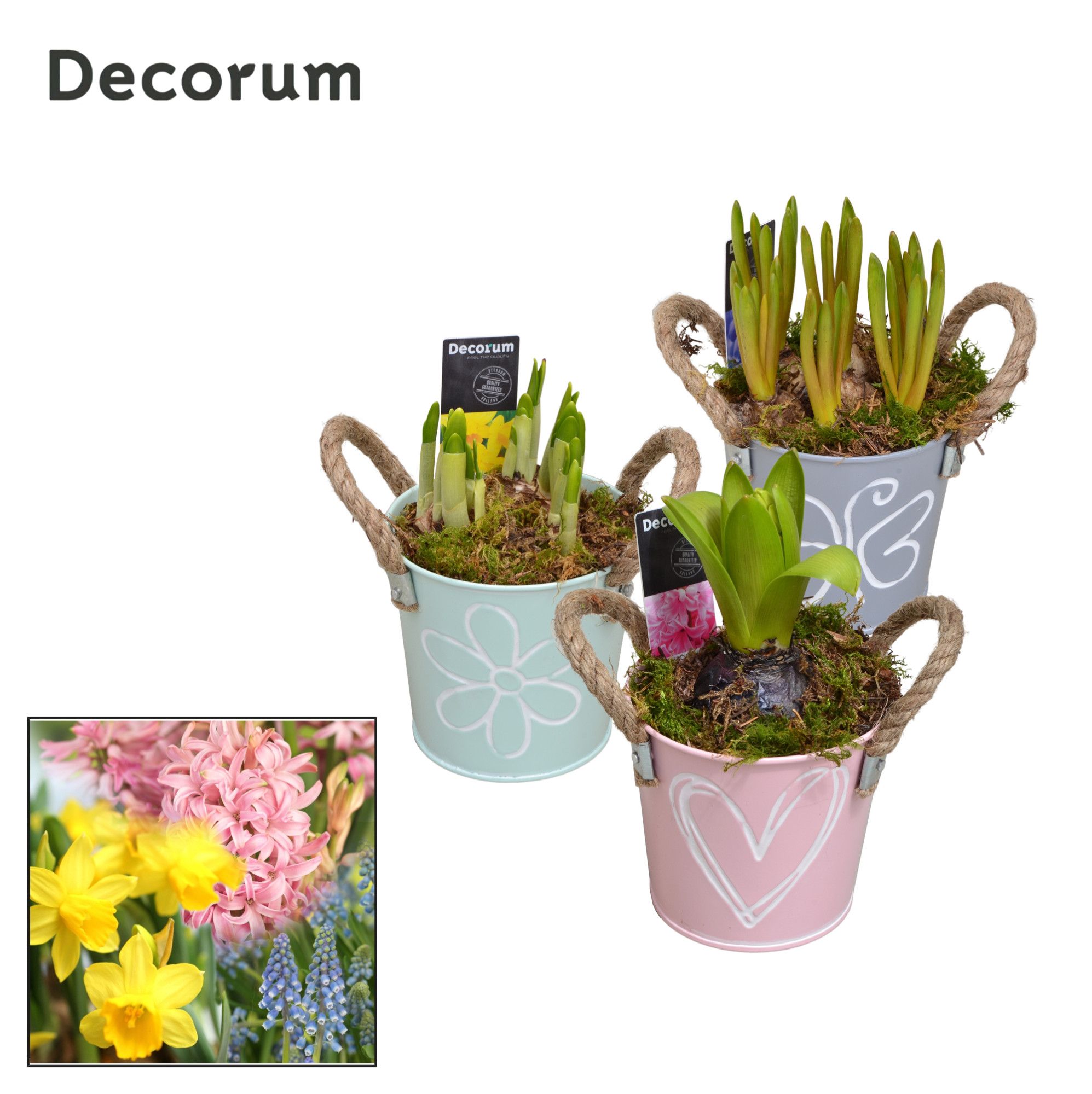 Bollenmix Bucket Mini HL10773B, D 10