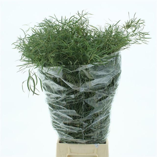 Эвкалипт Николи за пучок 75, пуч.