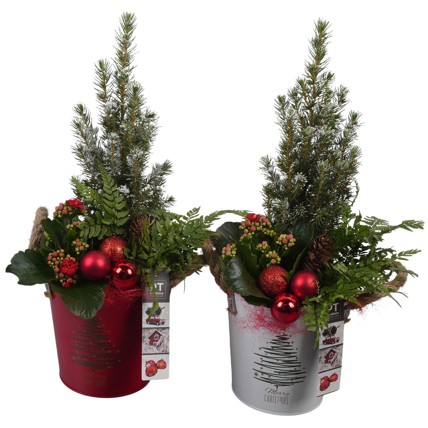 PTCHR7324 Arrangement Christmas Red in metaal pot, D 14 cm
