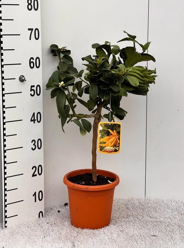 Citrus medica Hand of Buddha stem, D 18