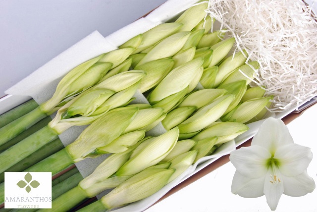 Амарилис Мон Блан (бел.) x15, шт.