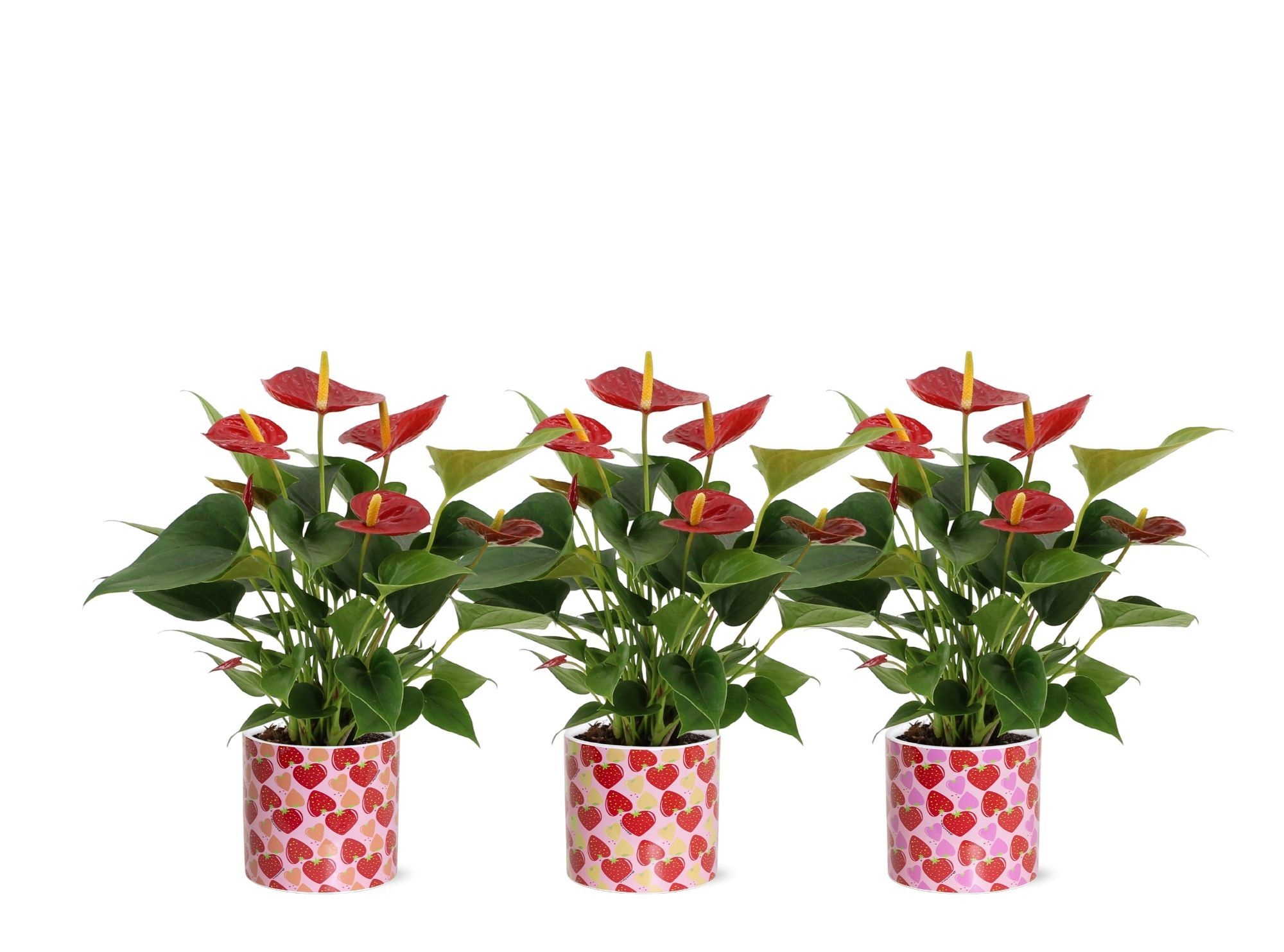Anthurium Diamond Red in Lonneke ceramics, D 12 cm