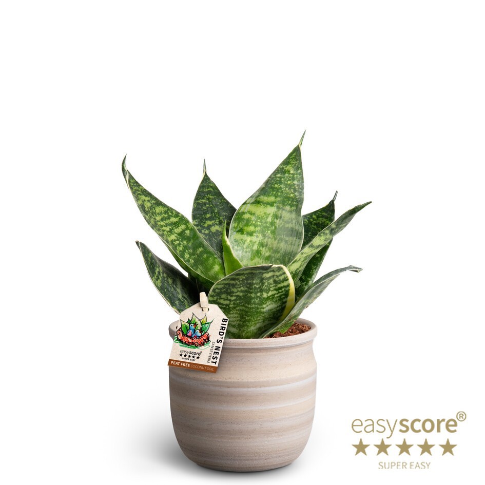 Maceta Sand, Sansevieria Hahnii Green, D 10
