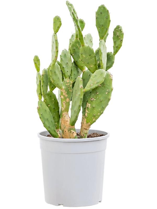 Opuntia vulgaris, D 25