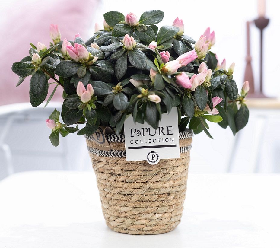 1st class Azalea pink in P&PURE Basket 6, D 12