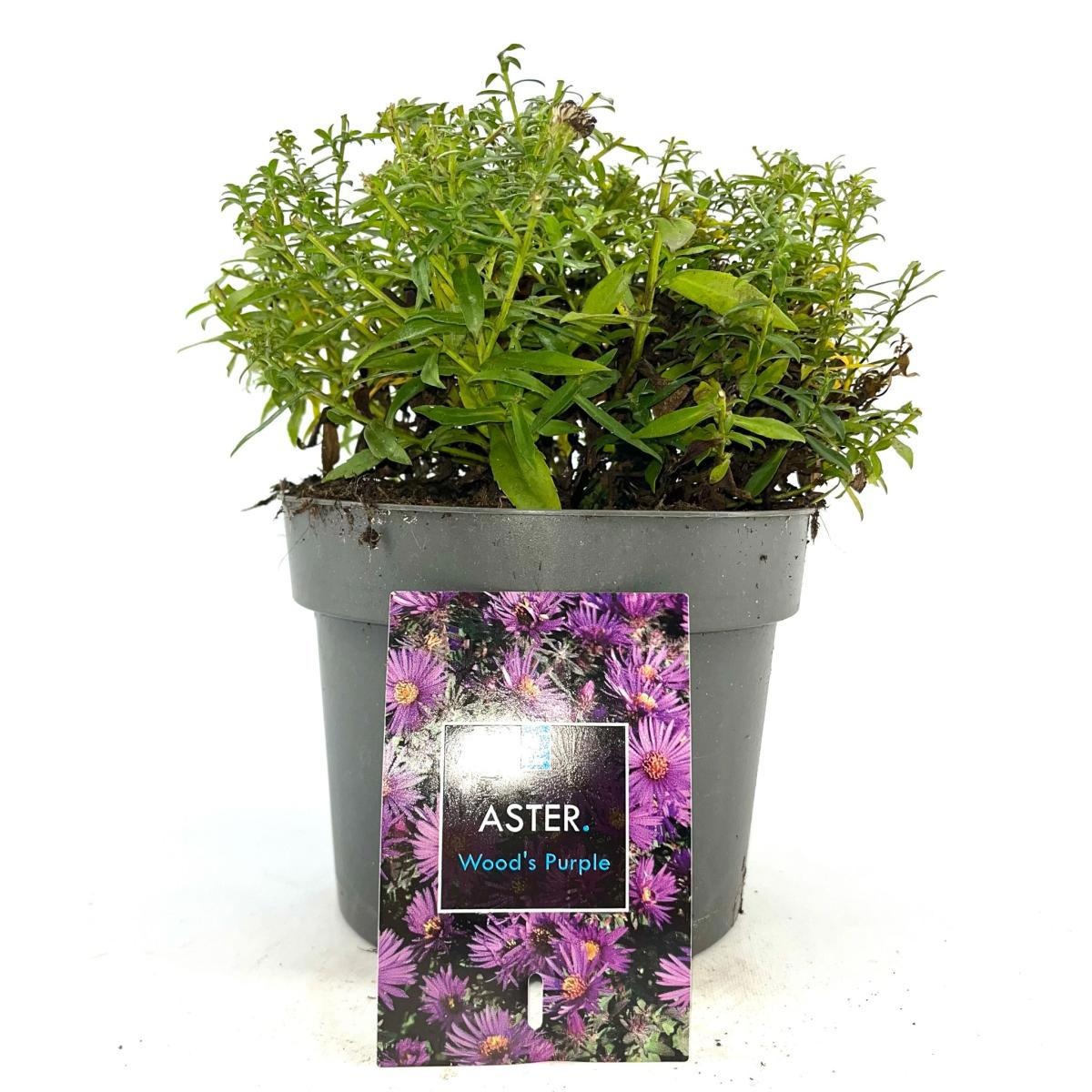 Aster 'Wood's Purple', D 17