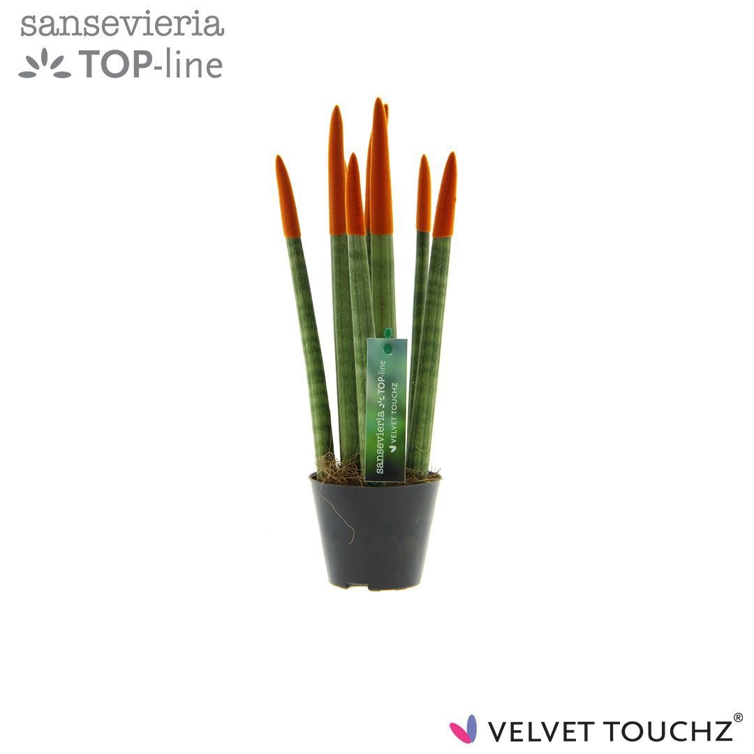 Sansevieria VELVET TOUCHZ® Oranje, D 8,5
