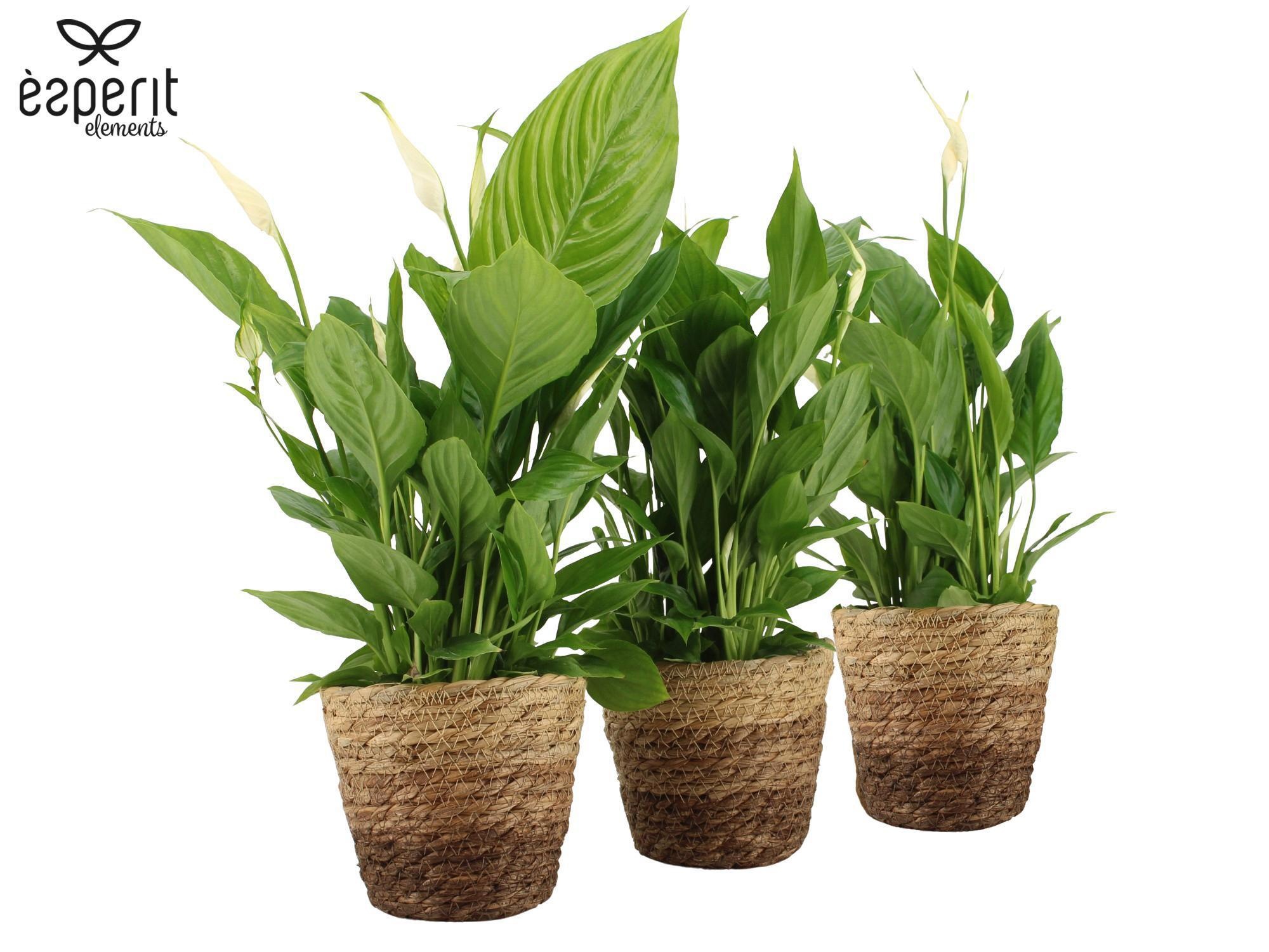 7504472: Solutionss Recreate, D 12