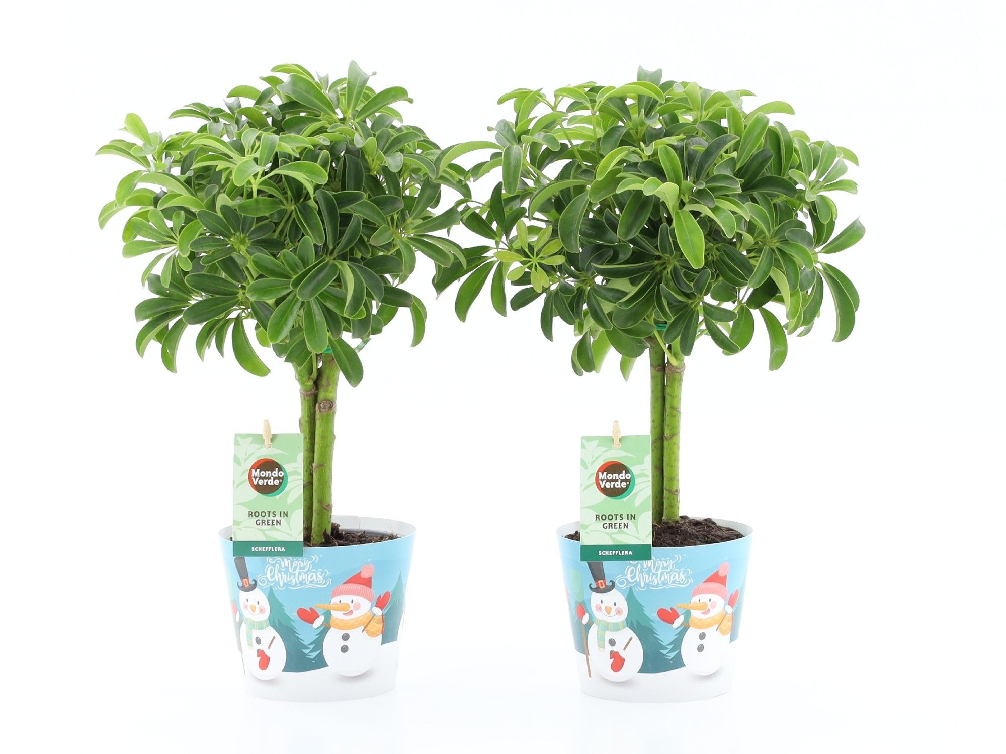 Schefflera Luseana in Potcover Snowman, D 12 cm