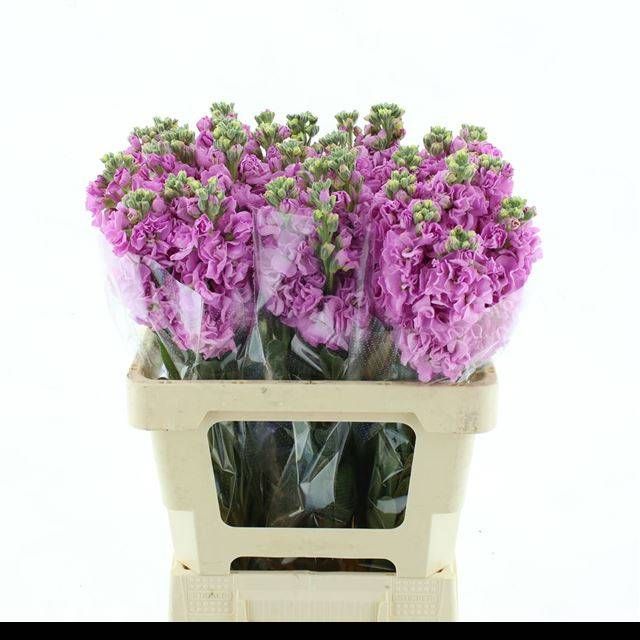 Маттиола од. Айрон Пинк 60, шт.