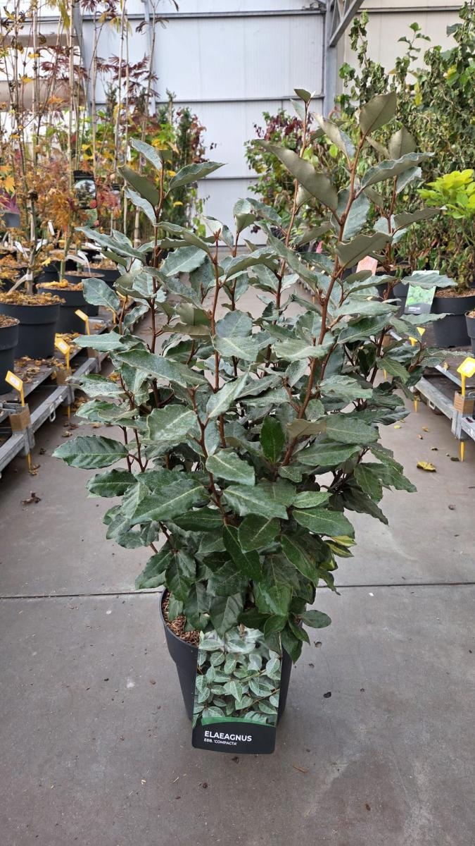 Elaeagnus ebb. 'Compacta', D 29