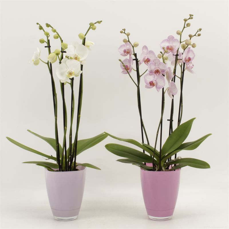 Phalaenopsis gemengd 4 tak gemengd in pastel bombay glas, D 12 cm
