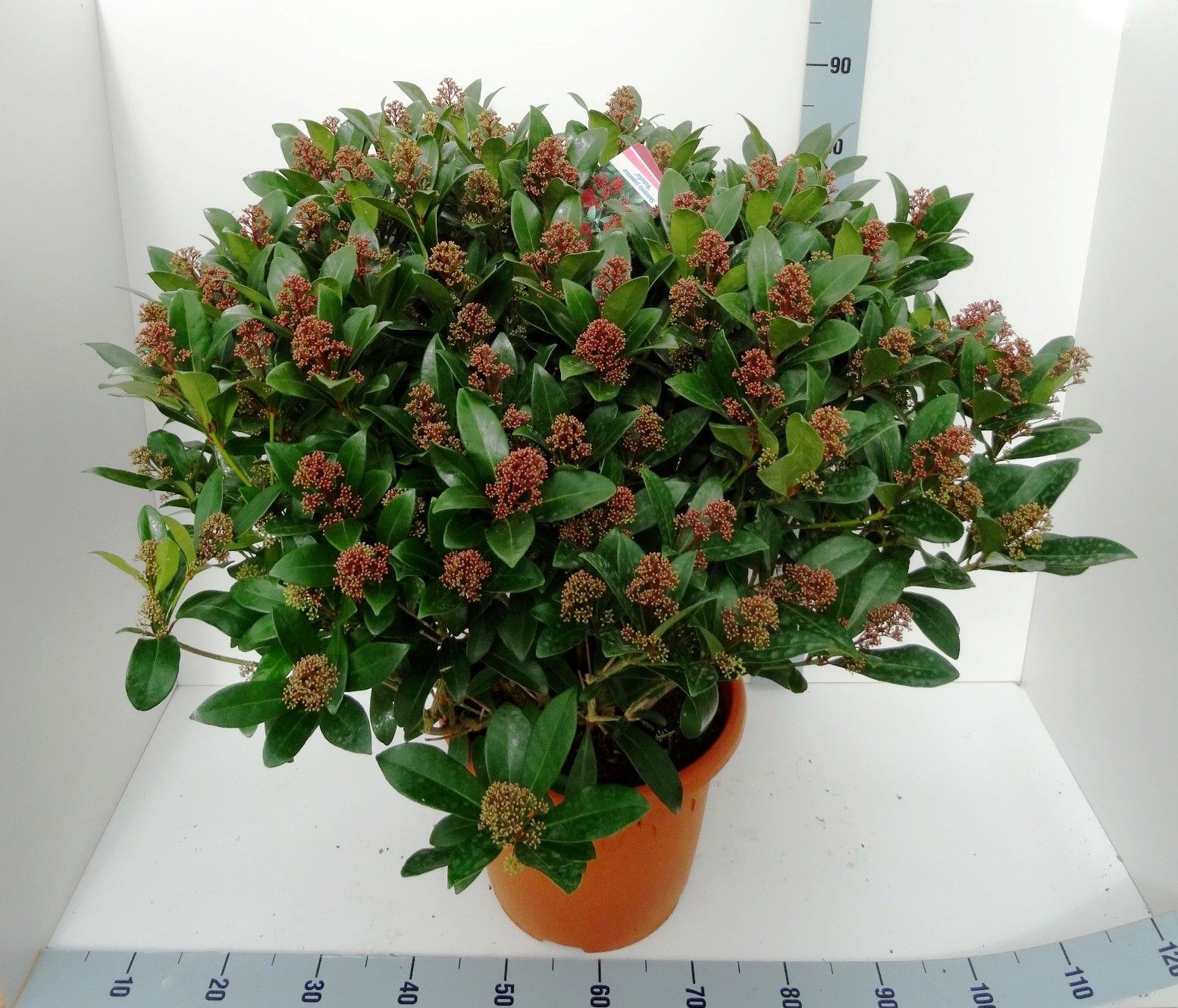 Skimmia japonica 'Rubella', rood, D 35