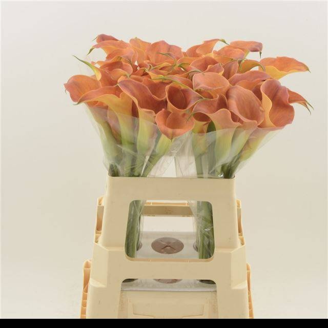 Калла Сансет Пэшн 60, шт.