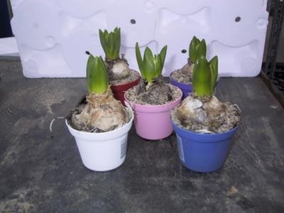 HYACINTHUS ORIENTALIS, D 8