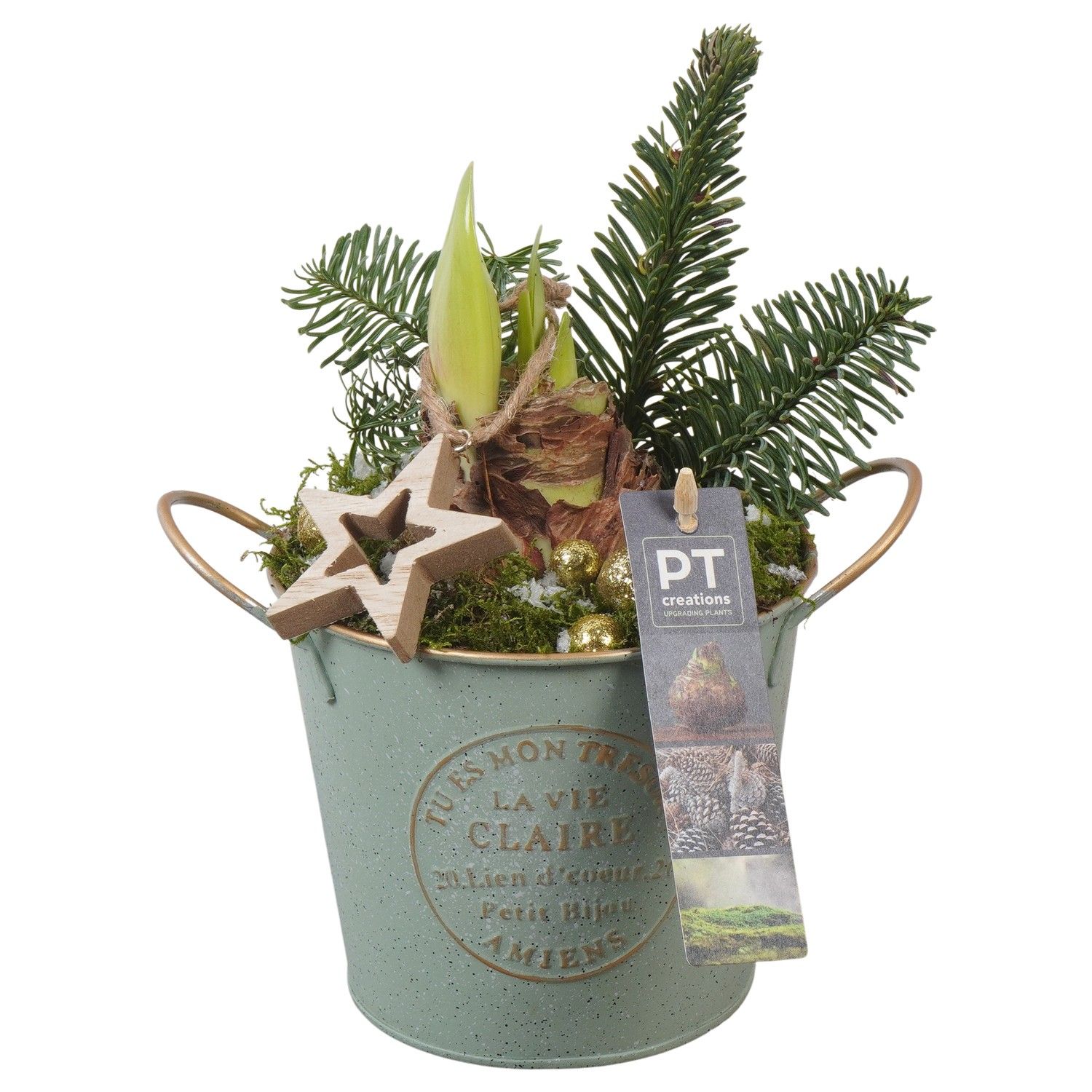PTACH5862 Arrangement Amaryllis Christmas in metalen pot, D 13 cm PTACH5862 Arrangement Amaryllis Christmas in metalen pot, D 13 cm