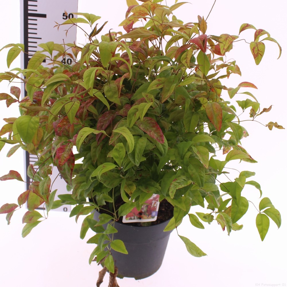Nandina domestica 'Firepower', D 23 cm