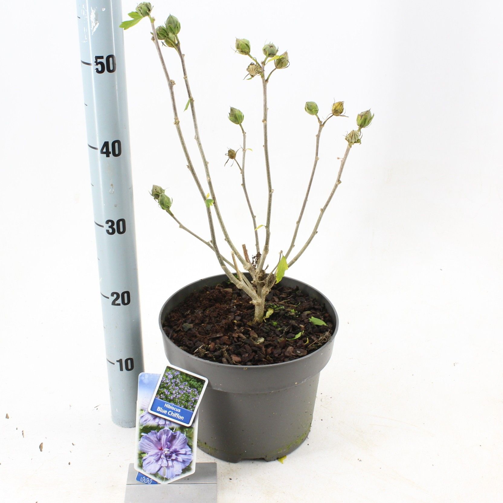 Hibiscus syr. Blue Chiffon ('Notwood3'PBR), D 23