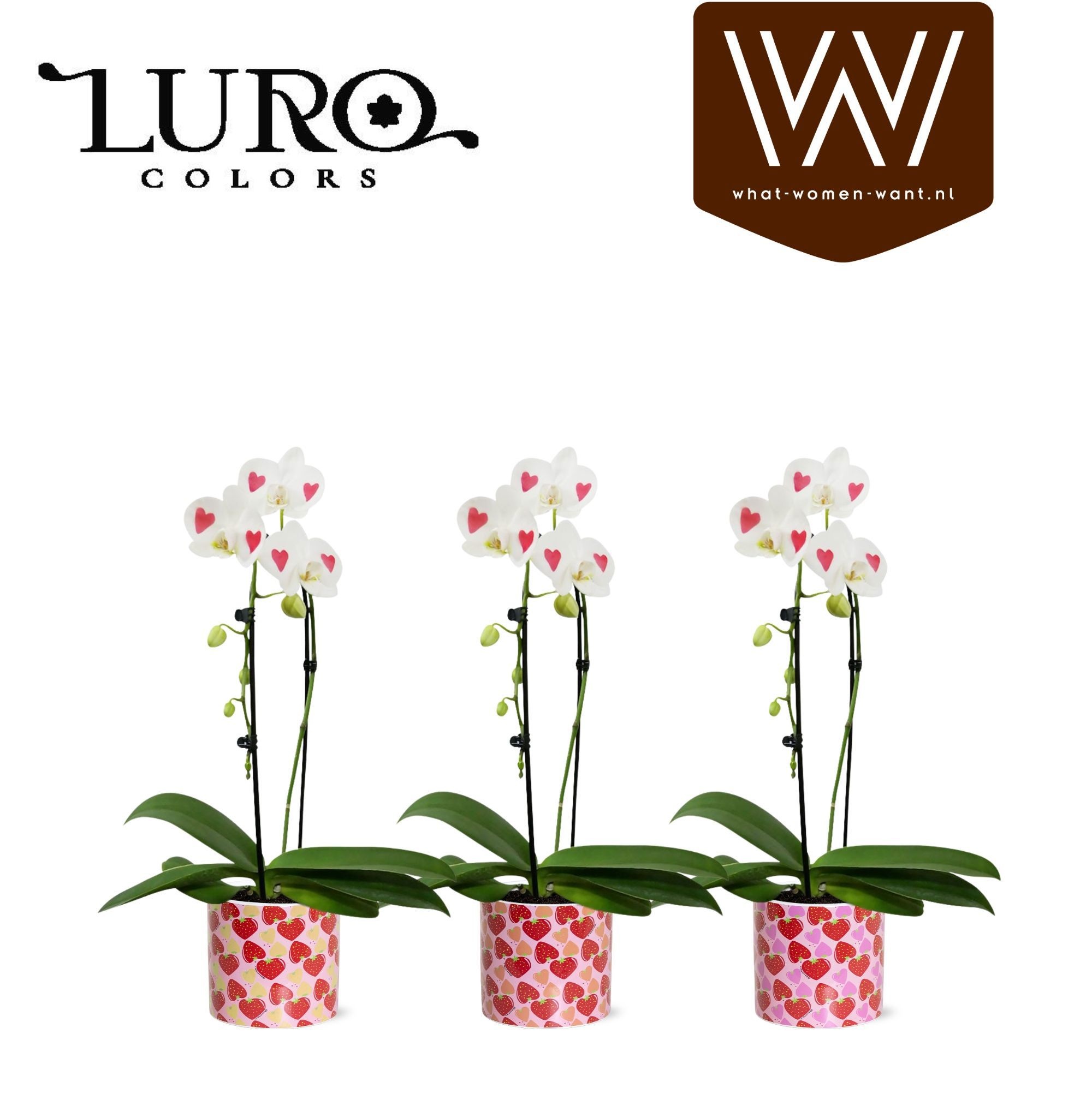 Phal. cascade 'hearts' in pot Lonneke, D 13