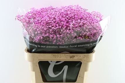 Гипсофила Овериг Крашеная (краш. ) 80, шт.