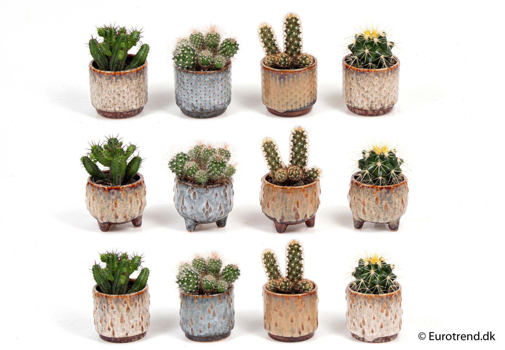 Cactus in ceramic - New Look 2025, D 6