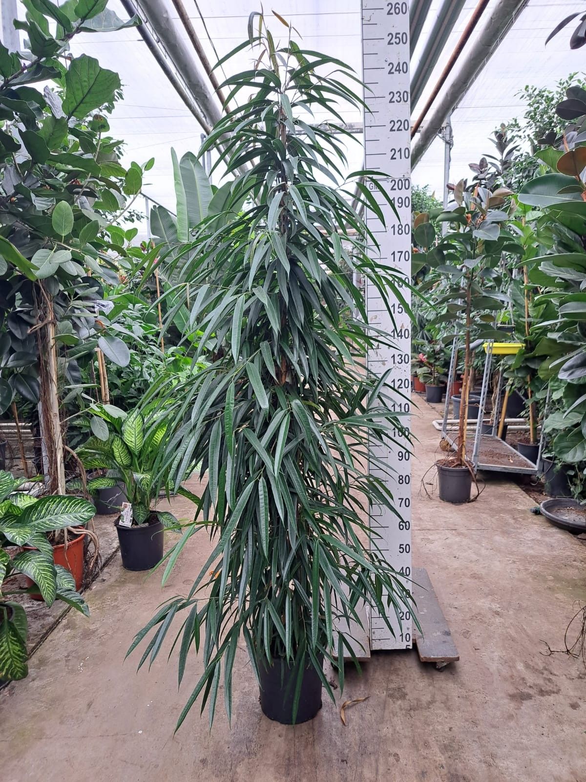 Ficus Alii piramide 240, D 35