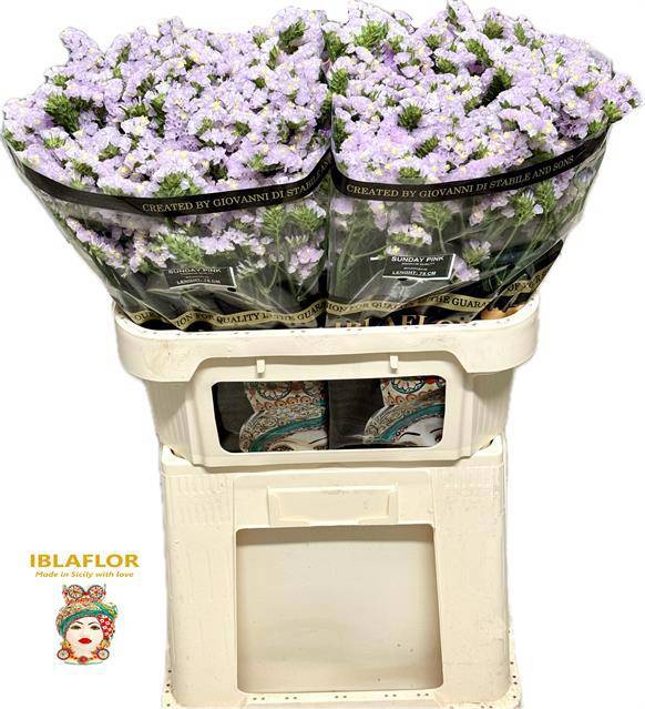 Статица Сандэй Пинк 75, шт.