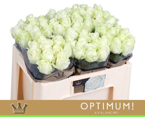 Роза од. Аваланш+ 50, шт. Роза од. Аваланш+ 50, шт.