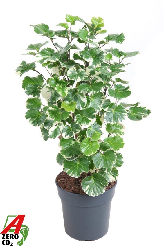 Polyscias Balfouriana vertakt P21, D 21