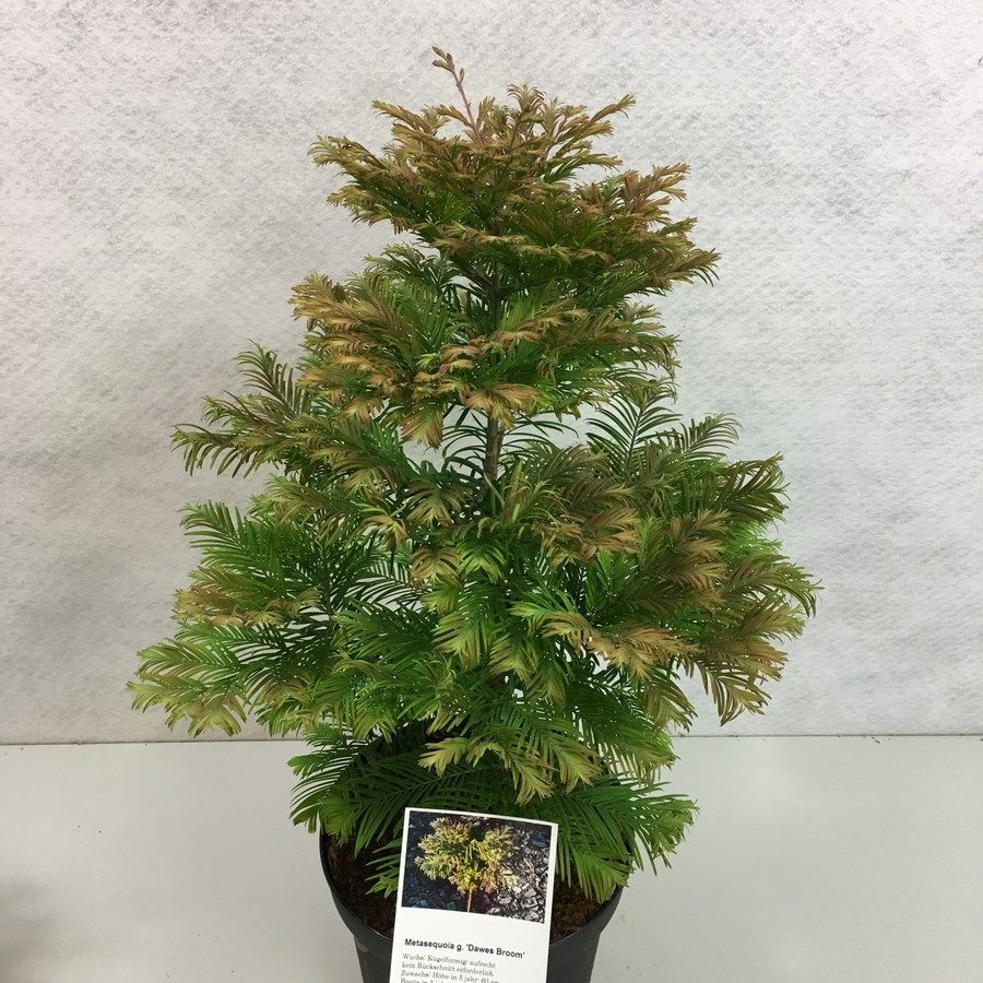 Metasequoia glyptostroboides 'Dawes Broom' (kopie), D 29