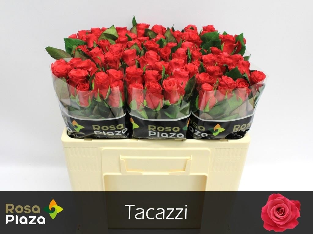 Роза од. Такази+ 50, шт.