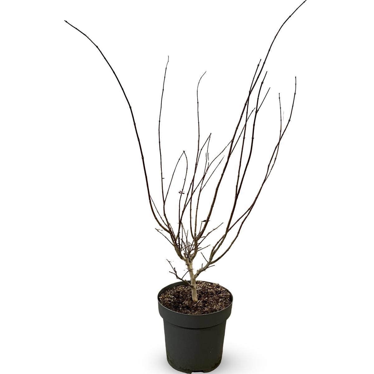 Acer pal. 'Summer Gold', D 32