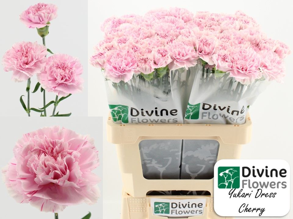 Диантус од. Юкари Дресс Черри, шт.