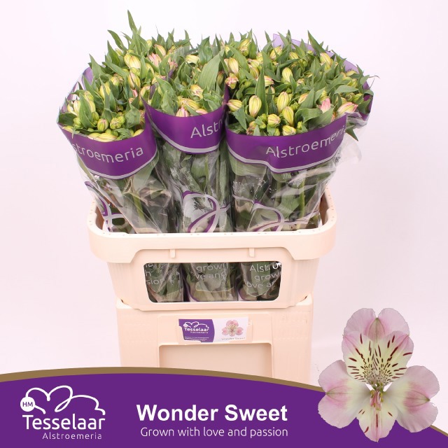 Альстромерия Вондер Свит (светло-роз.), шт.