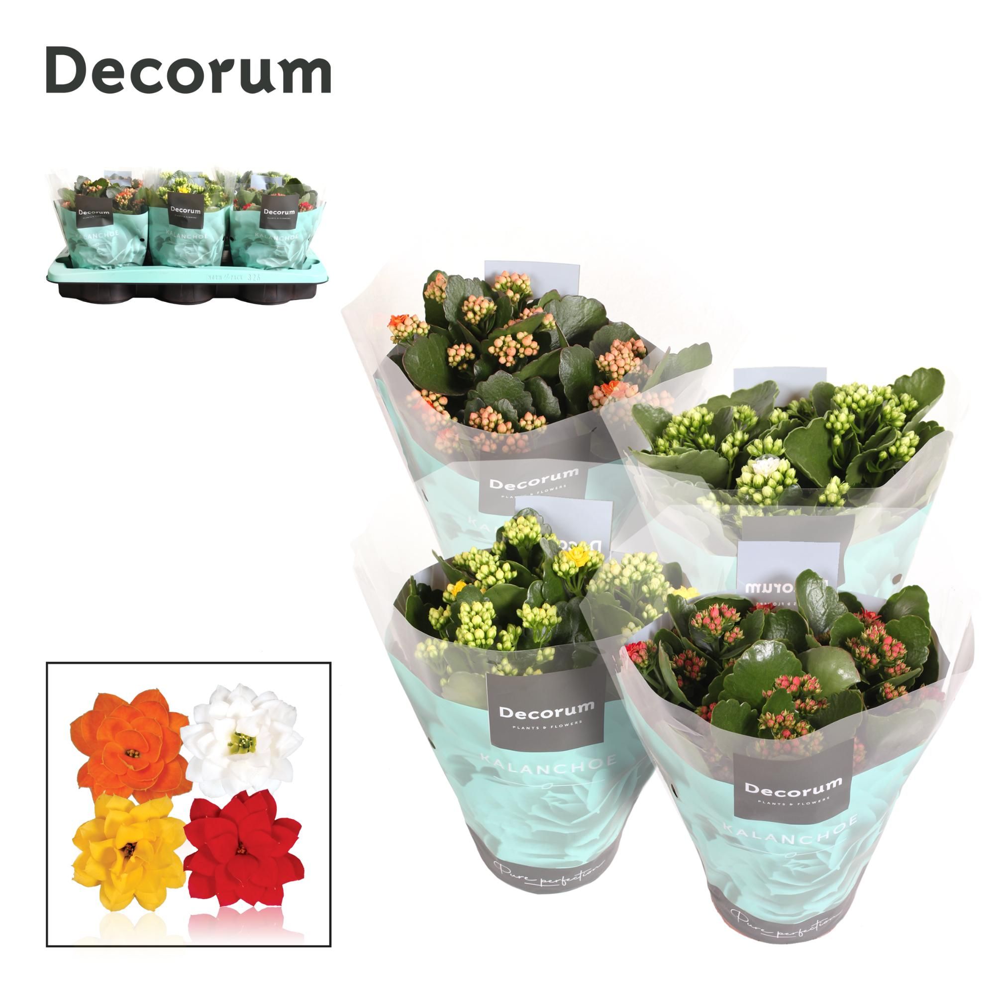 Kalanchoe Decorum - Mix, D 15