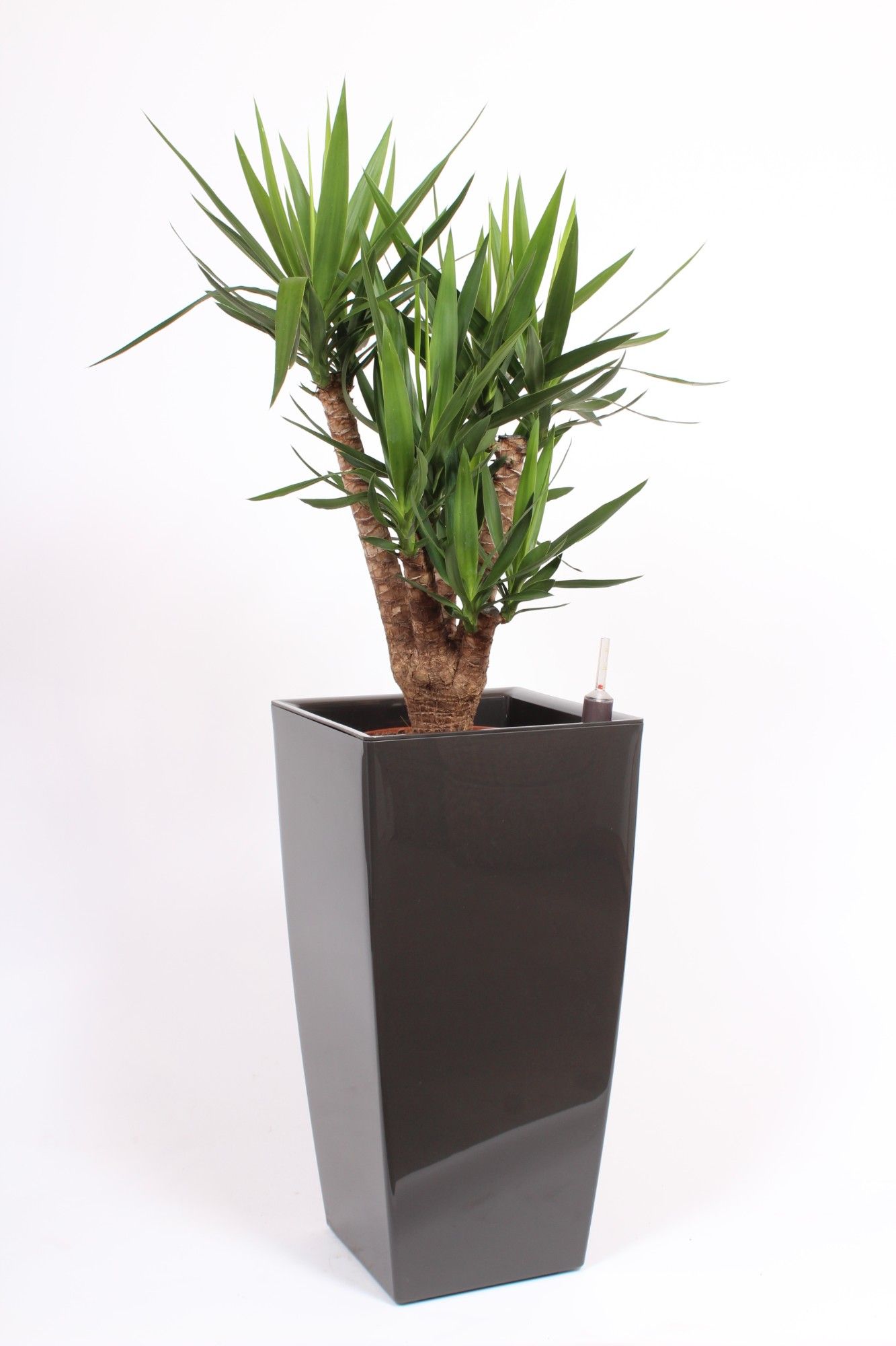 Yucce elephantipes in Piza pot "antraciet", D 40