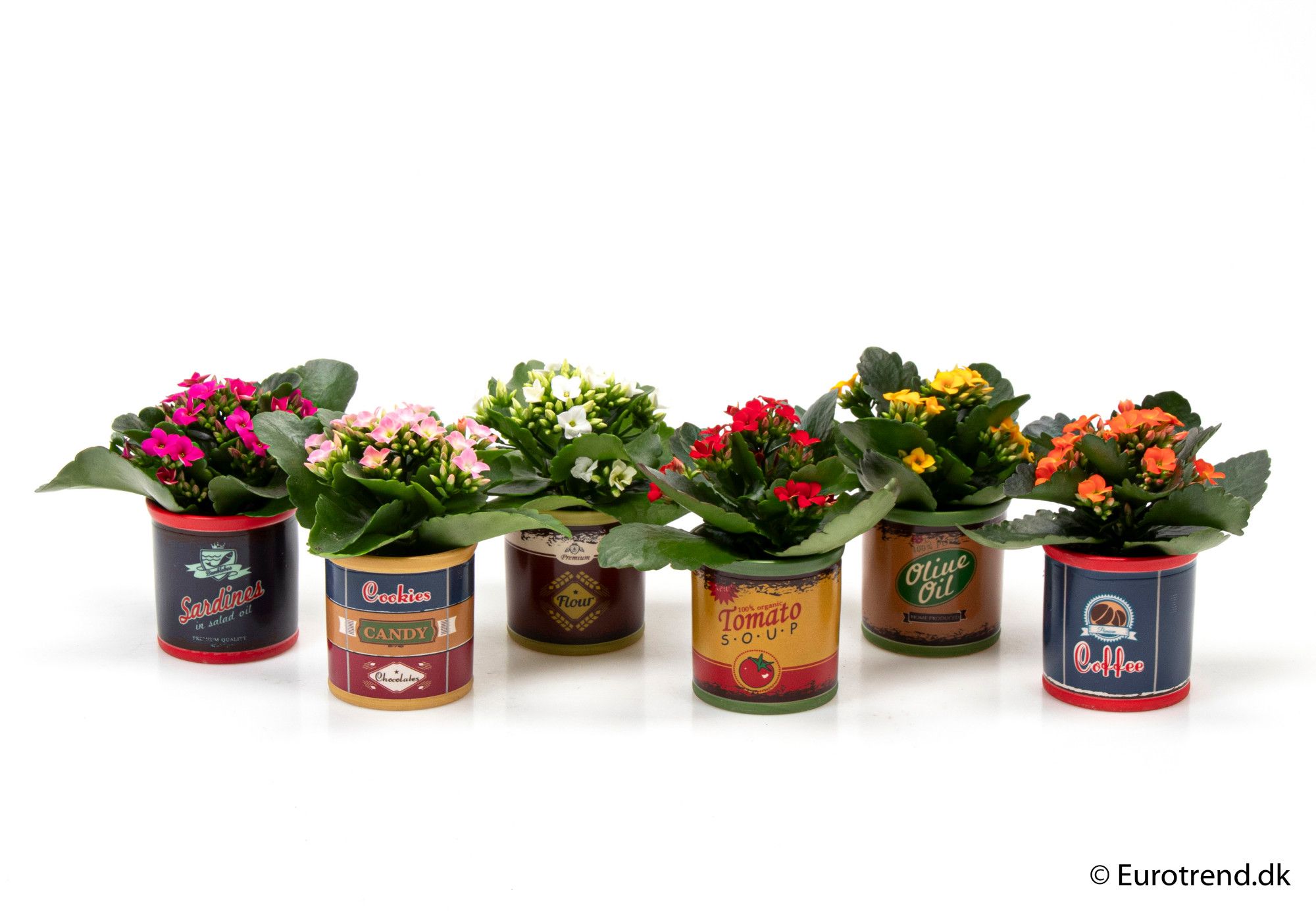 Kalanchoe in ceramic - New Look 2025, D 6