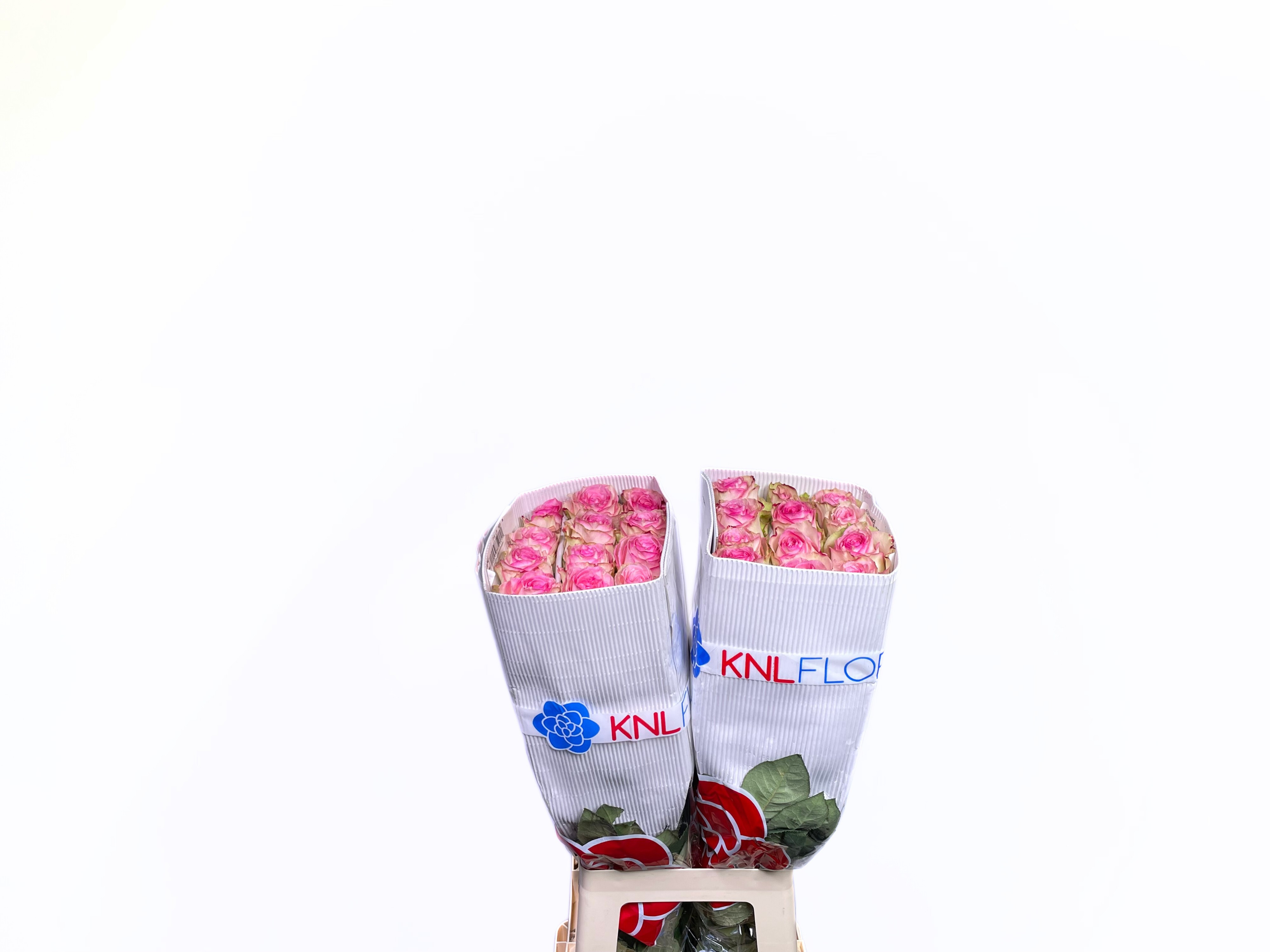 Роза од. Эсперанс 70, шт.