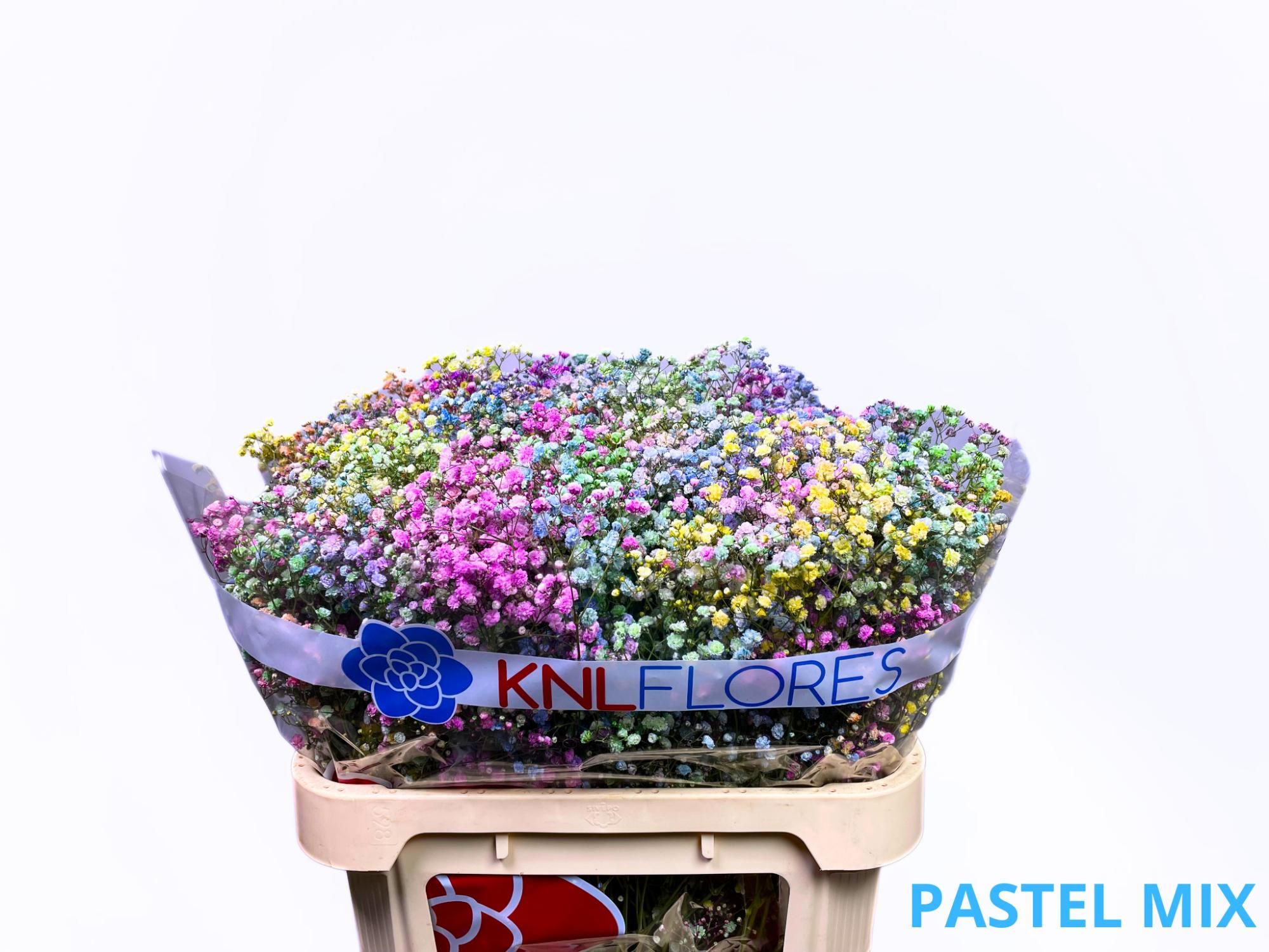 Гипсофила Овериг Крашеная (краш. ) 80, шт.