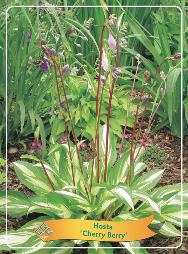 Hosta 'Cherry Berry' P11, D 11