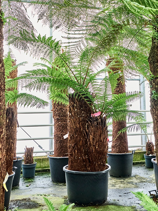 Dicksonia antarctica, D 80