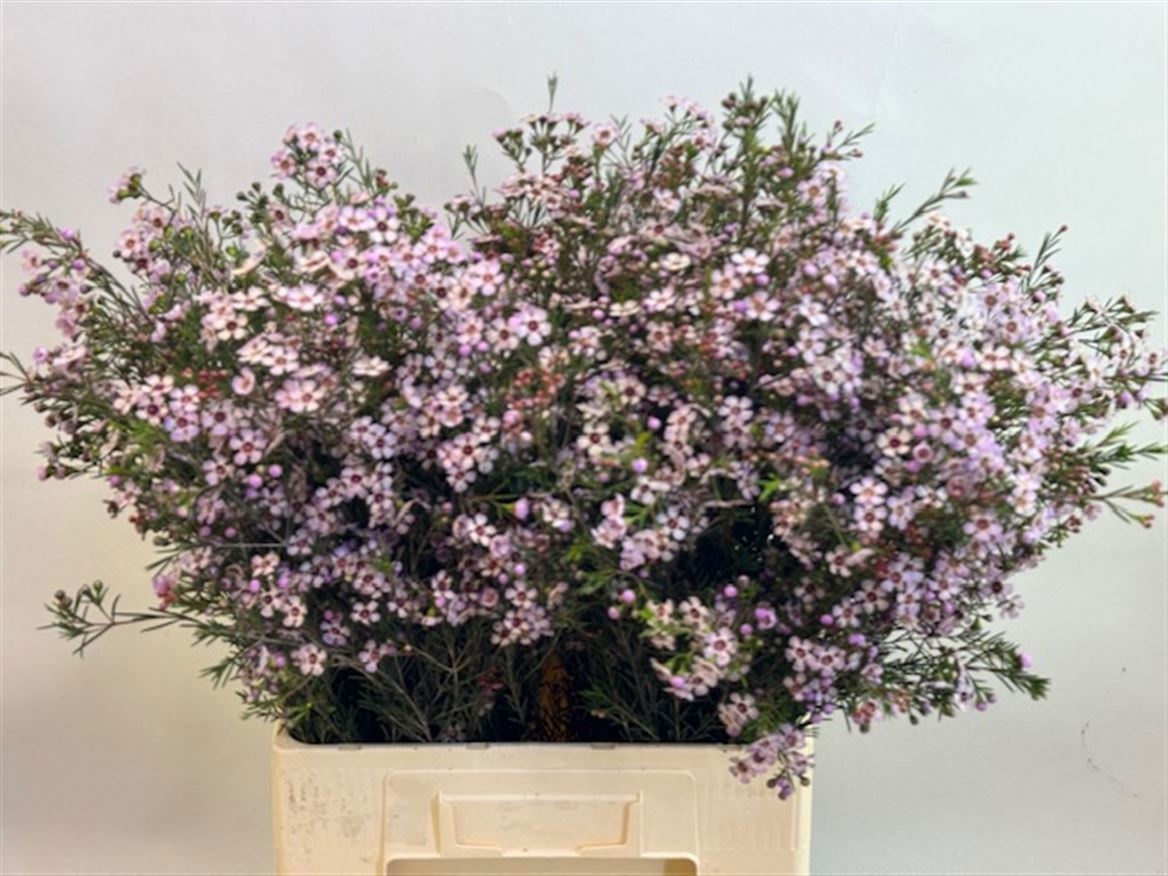 Шамелациум Пинк Дрим 70, шт.