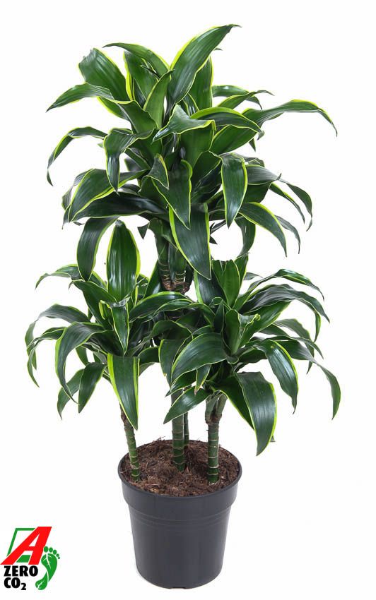 Dracaena Dorado 45-carrousel, D 21