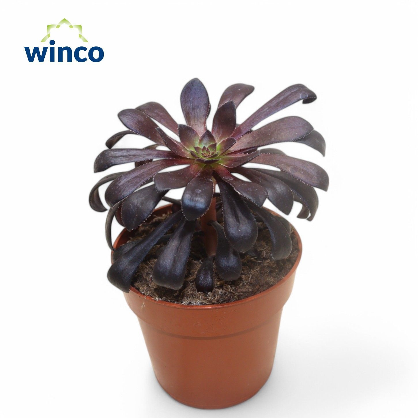 Aeonium Schwartzkopf, D 8,5