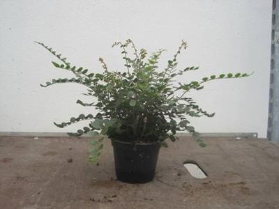 PELLAEA ROTUNDIFOLIA, D 12