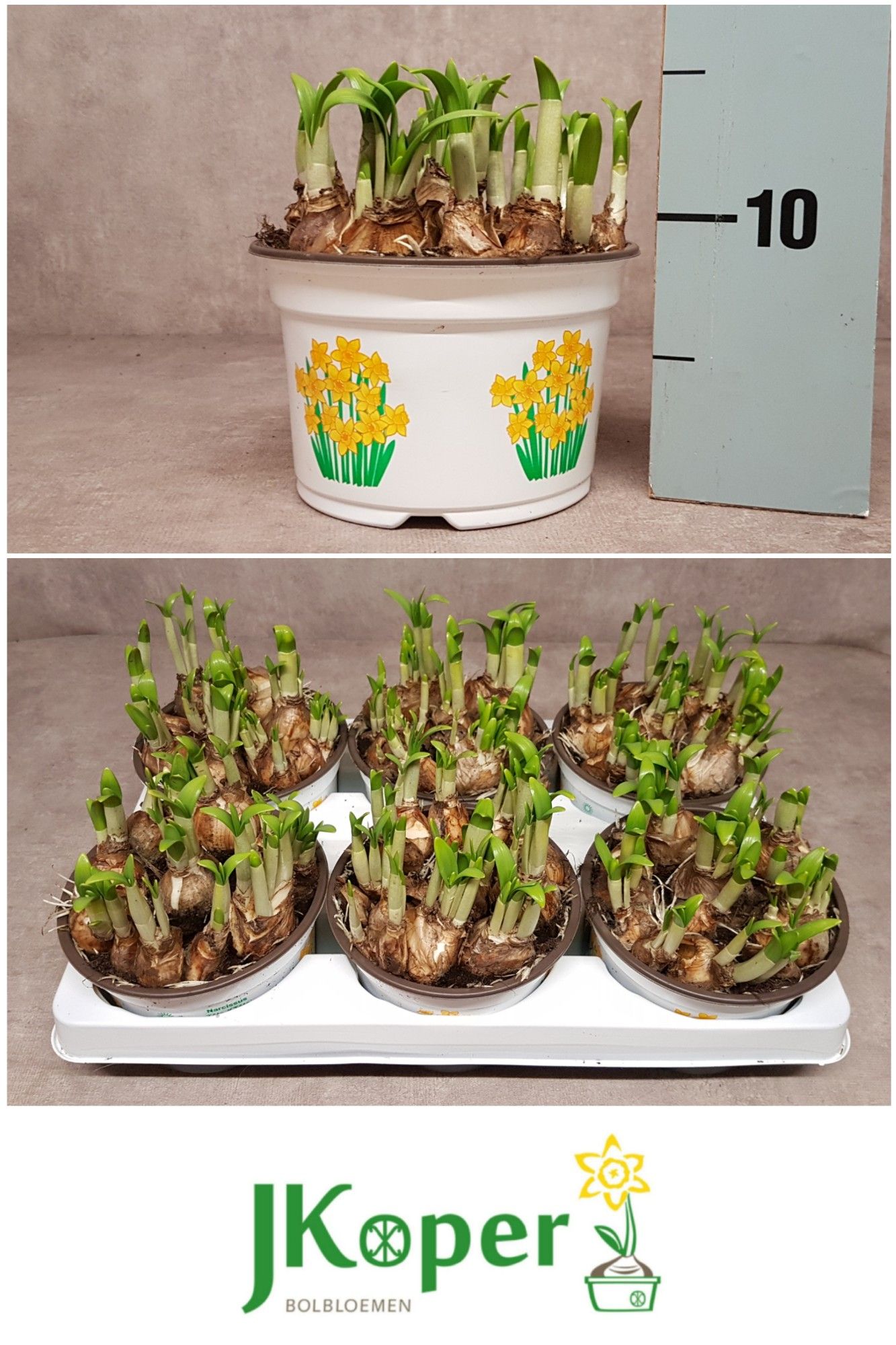 Narcis Tete a Tete 14 cm., D 14