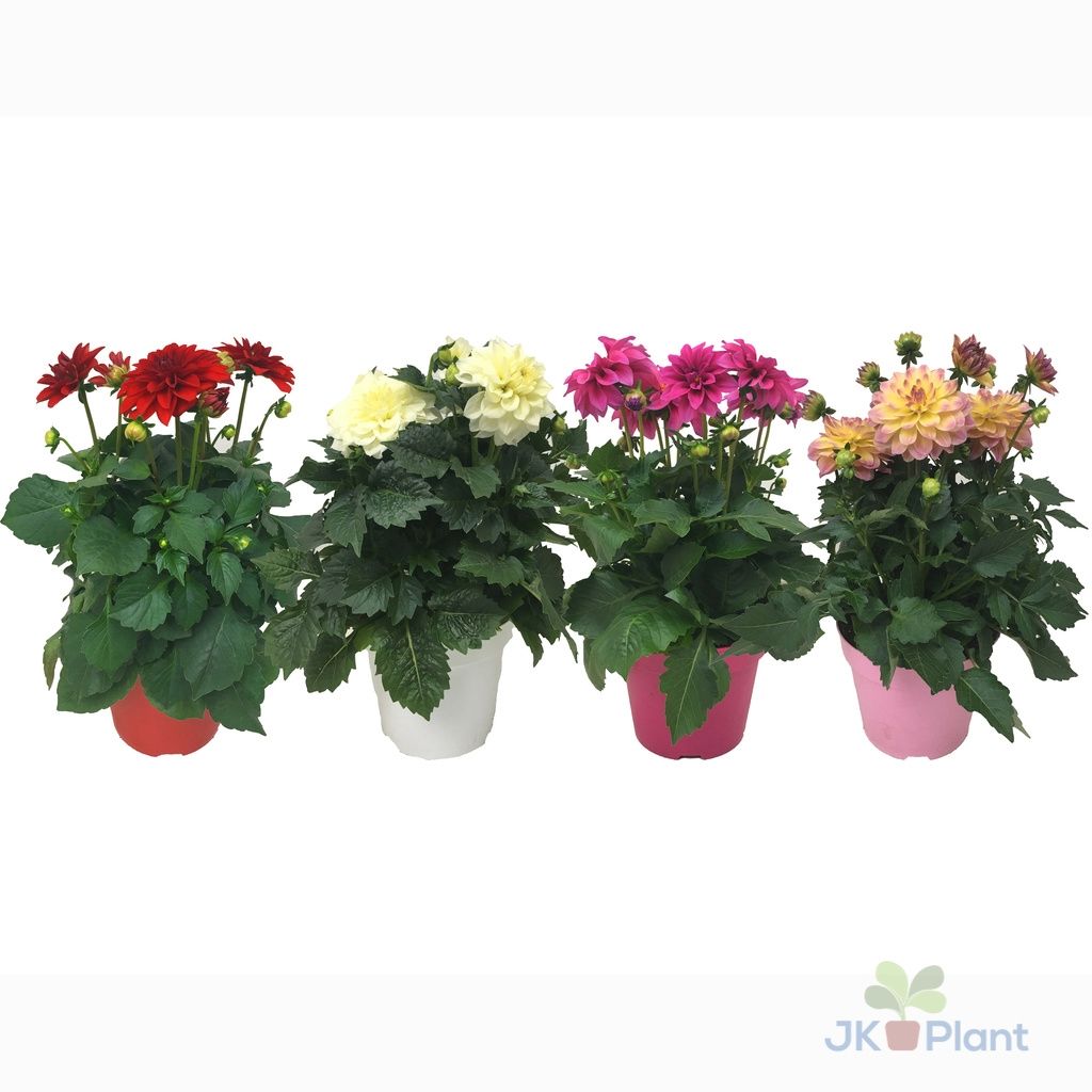 Dahlia Hypnotica, mixkar, D 17