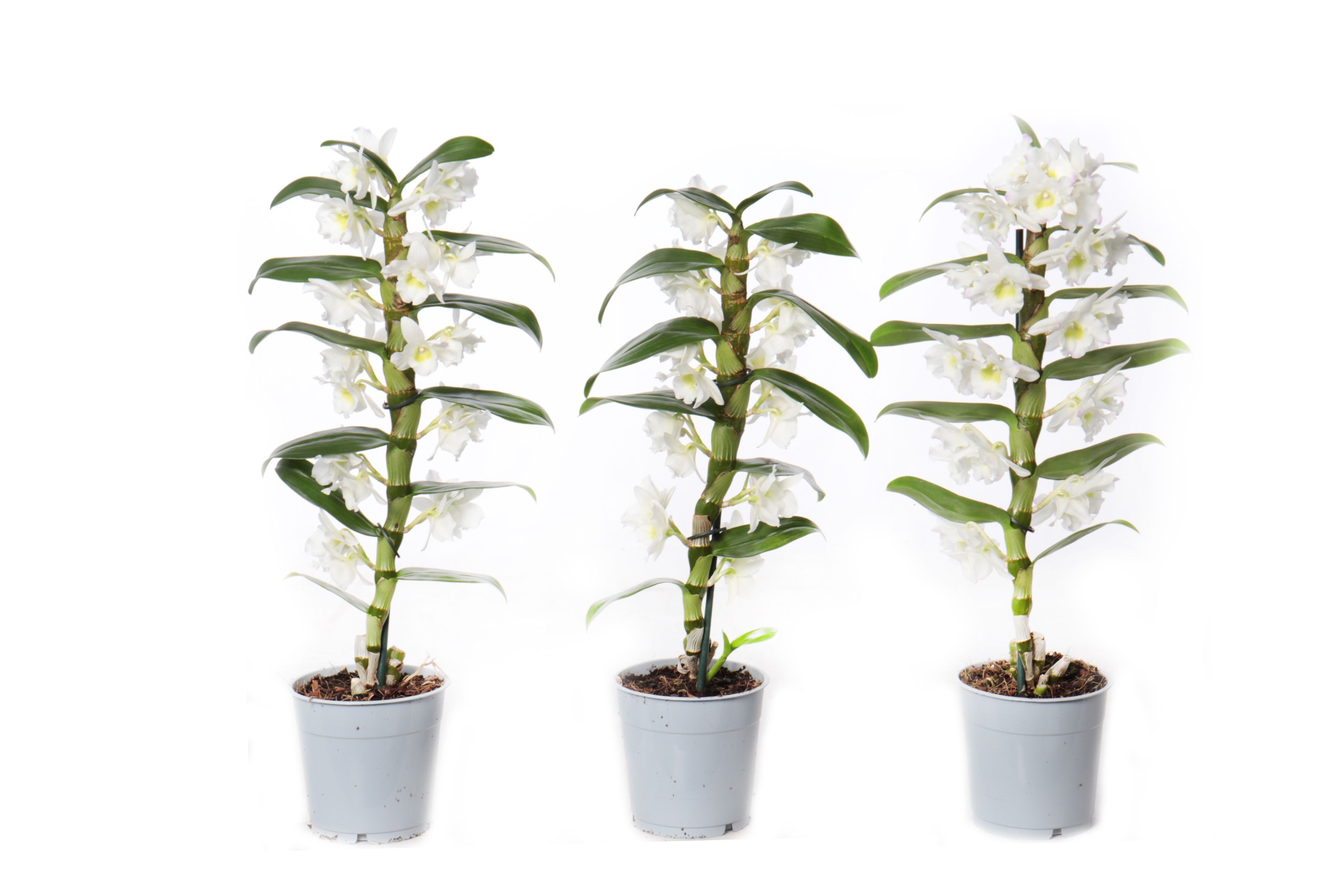 Dendrobium Nobilé, Basic Apollon 1-tak, D 12