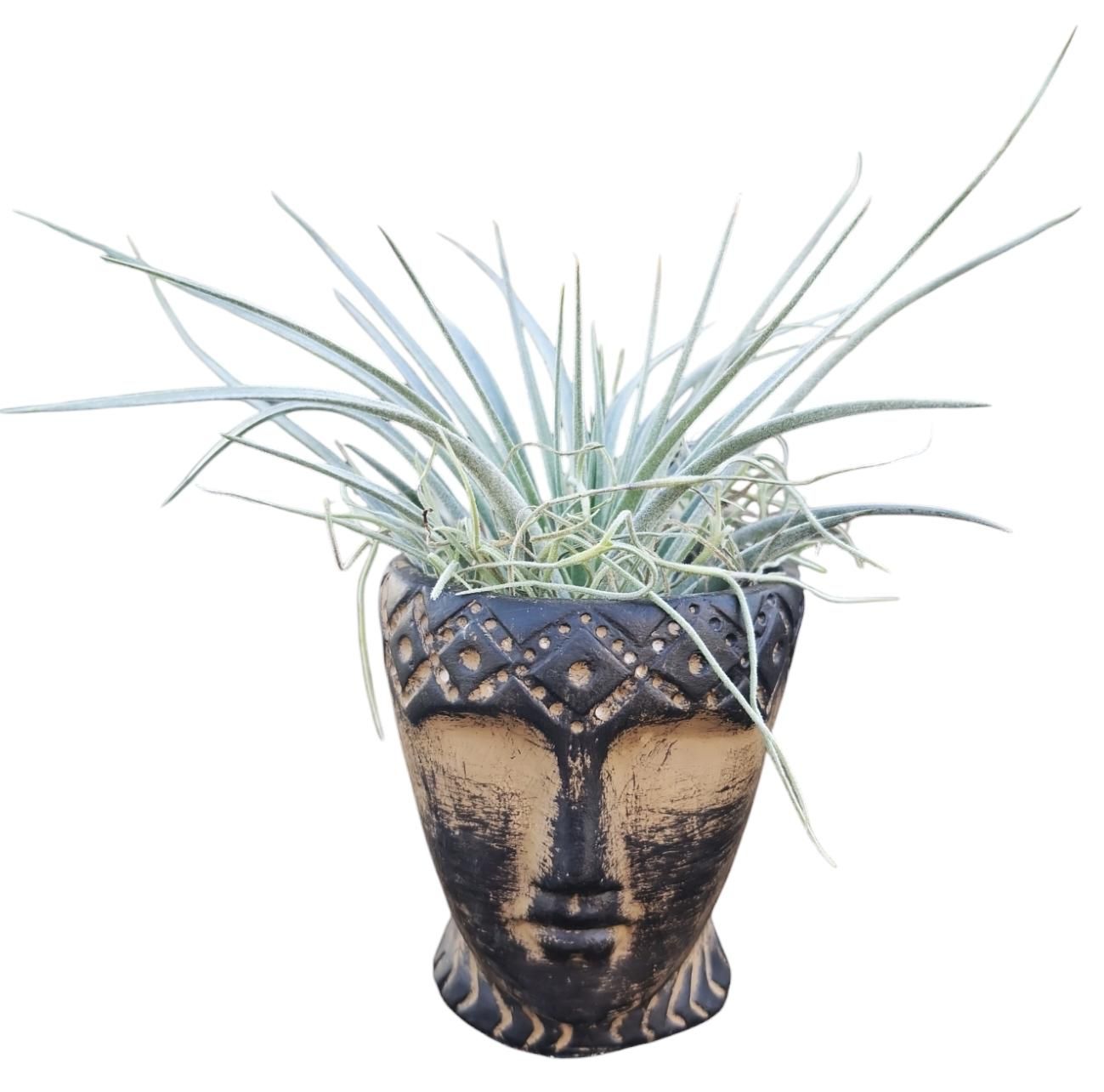 Tillandsia Totem pot mix, D 6